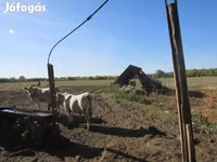 วัวตัวผู้, Charolais cattle — รูปภาพ 4