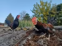 Chickens — photo 1