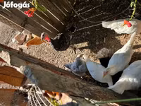 Silkie — foto 1