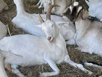 عنزة, Nubian Goat — الصورة 3