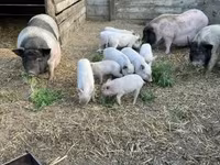Cinghiale, Вьетнамская вислобрюхая — foto 2