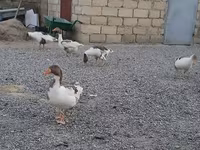 Geese — fotografija 2