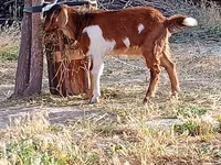 Buk, Beetal goats — foto 1