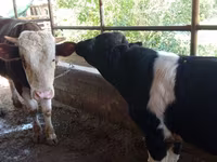 Tyre, Russian Black pied cattle — foto 2