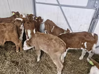 Rinder (Partie, Geschlecht nicht angegeben), Simmental cattle — Foto 1
