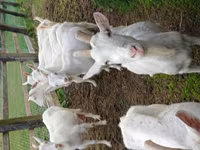 Capra, Capre — foto 2