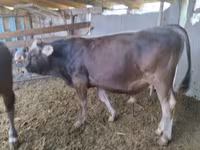 گاو نر, Swiss cattle — عکس 3