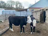 암소, Latvian Blue cattle — 사진 6