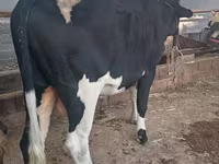 Bull, Russian Black pied cattle — photo 2