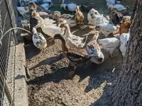 Ducks — foto 2