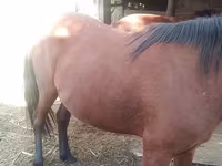 母马, Horses — 照片 4