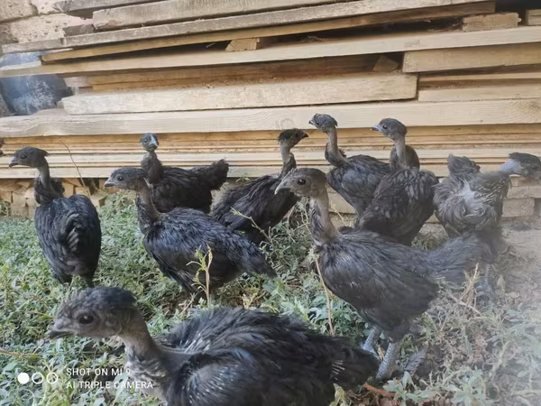 Chickens