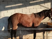 公马, Horses — 照片 2