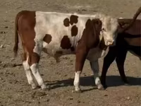 گاو نر, Swiss cattle — عکس 4