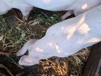 خنزيرة, الخنازير — الصورة 5