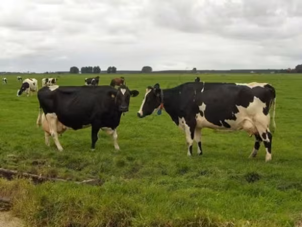 Ko, Holstein-race — Rusland