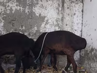 Widder, Hissar sheep — Foto 1