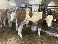 Bik, Simmental cattle — fotografija 4
