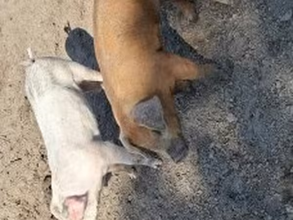 Babi (lot, jantina tidak dinyatakan), Дюрок