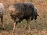 Vædder, Får — foto 2