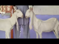 Κατσίκα, Gulabi goats — φωτογραφία 5
