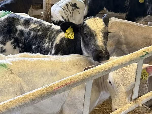 የከብት እንስሳት (ቡድን፣ ጾታ አልተጠቀሰም), Cattle