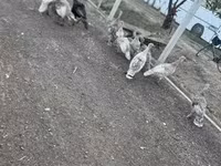 Turkeys — Foto 1