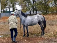 암말, Thoroughbred horse — 사진 2