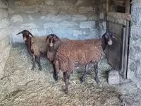 แกะตัวเมีย, Blackheaded Persian sheep — รูปภาพ 2