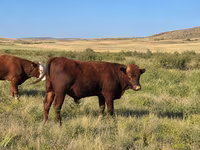 گاو نر, گاو سفیدسر قزاقستانی — عکس 2