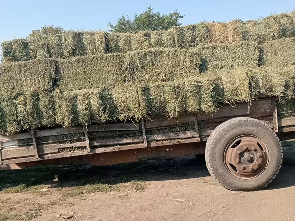 Vînd baloți de lucerna