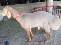 قوچ, Edilbay sheep — عکس 3