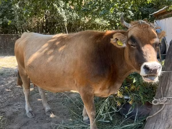 Kuh, Swiss cattle