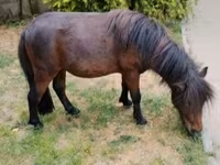 Kůň, Shetland Pony — foto 4