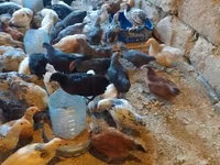 Chickens — foto 1