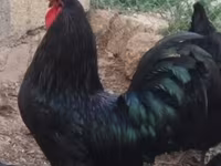 Australorp — foto 1