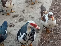 Ducks — عکس 4