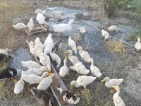 Ducks — foto 1