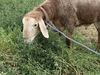 قوچ, Rhon sheep — عکس 3