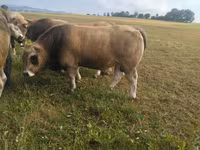 Byk, Aubrac cattle — zdjęcie 2