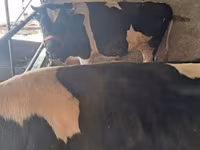 گاو نر, Russian Black pied cattle — عکس 6