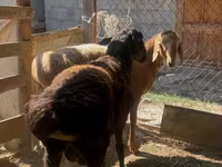 Koç, Arashan sheep — foto 2