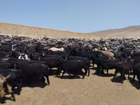 قوچ, گوسفند — عکس 2