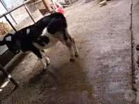 วัวตัวเมีย, Russian Black pied cattle — รูปภาพ 2
