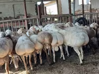 Ram, Sheep — photo 3