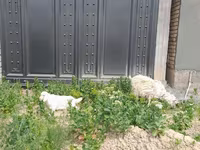 بز ماده, بز — عکس 2