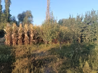 Кукуруза стебли на корм скоту. С участка в 5 соток. Самовывоз — عکس 3