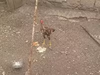 Chickens — 3-rasm