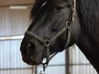 Hoppe, American shetland pony — foto 3