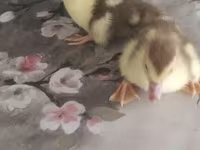 Ducks — Foto 5
